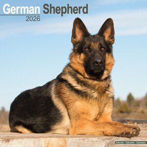 Kalendář 2026 German Shepherd, 30,5 x 30,5 (30,5 x 61) cm