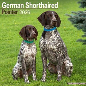 Kalendář 2026 German ShortHair Pointer, 30,5 x 30,5 (30,5 x 61) cm