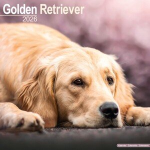 Kalendář 2026 Golden Retriever, 30,5 x 30,5 (30,5 x 61) cm