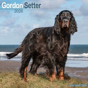 Kalendář 2026 Gordon Setter, 30,5 x 30,5 (30,5 x 61) cm
