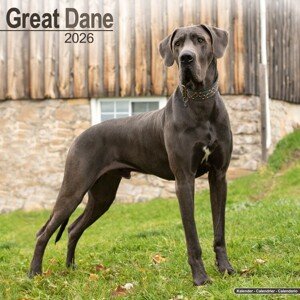 Kalendář 2026 Great Dane, 30,5 x 30,5 (30,5 x 61) cm