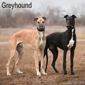 Kalendář 2026 Greyhound, 30,5 x 30,5 (30,5 x 61) cm