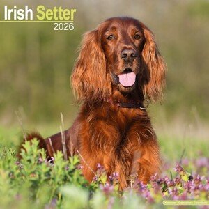 Kalendář 2026 Irish Setter, 30,5 x 30,5 (30,5 x 61) cm