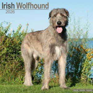 Kalendář 2026 Irish Wolfhound, 30,5 x 30,5 (30,5 x 61) cm