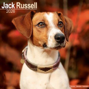 Kalendář 2026 Jack Russell, 30,5 x 30,5 (30,5 x 61) cm