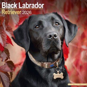 Kalendář 2026 Labrador Retriever - Black, 30,5 x 30,5 (30,5 x 61) cm
