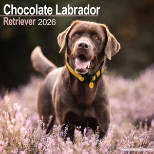 Kalendář 2026 Labrador Retriever - Chocolate, 30,5 x 30,5 (30,5 x 61) cm