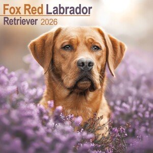 Kalendář 2026 Labrador Ret - Fox Red, 30,5 x 30,5 (30,5 x 61) cm