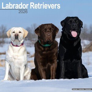 Kalendář 2026 Labrador Ret - Mixed, 30,5 x 30,5 (30,5 x 61) cm