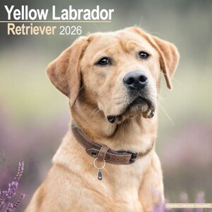 Kalendář 2026 Labrador Ret - Yellow, 30,5 x 30,5 (30,5 x 61) cm