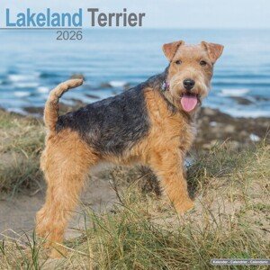 Kalendář 2026 Lakeland Terrier, 30,5 x 30,5 (30,5 x 61) cm