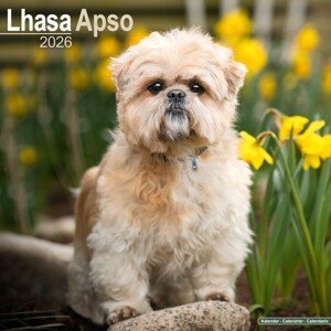 Kalendář 2026 Lhasa Apso, 30,5 x 30,5 (30,5 x 61) cm