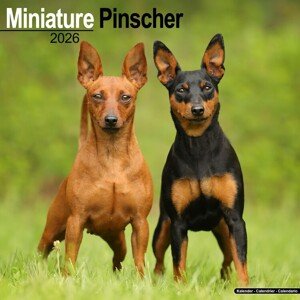 Kalendář 2026 Miniature Pinscher, 30,5 x 30,5 (30,5 x 61) cm