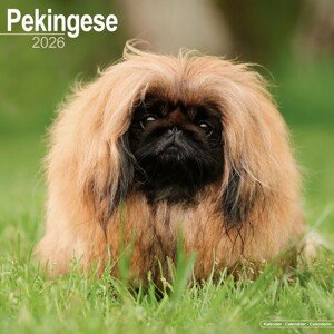 Kalendář 2026 Pekingese, 30,5 x 30,5 (30,5 x 61) cm