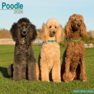 Kalendář 2026 Poodle, 30,5 x 30,5 (30,5 x 61) cm
