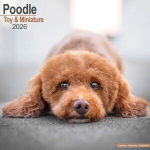 Kalendář 2026 Poodle - Toy & Miniature, 30,5 x 30,5 (30,5 x 61) cm