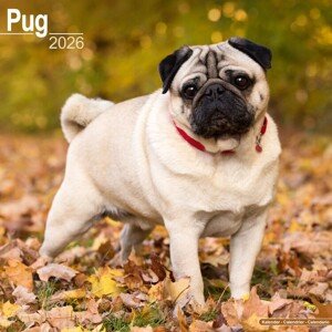 Kalendář 2026 Pug, 30,5 x 30,5 (30,5 x 61) cm