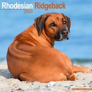Kalendář 2026 Rhodesian Ridgeback, 30,5 x 30,5 (30,5 x 61) cm