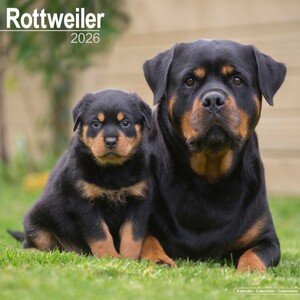 Kalendář 2026 Rottweiler, 30,5 x 30,5 (30,5 x 61) cm