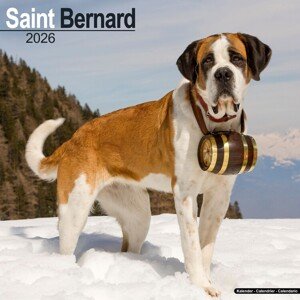 Kalendář 2026 Saint Bernard, 30,5 x 30,5 (30,5 x 61) cm