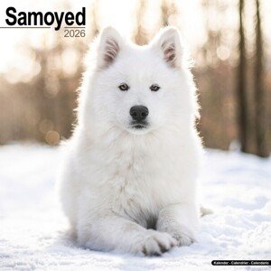 Kalendář 2026 Samoyed, 30,5 x 30,5 (30,5 x 61) cm