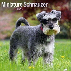 Kalendář 2026 Schnauzer - Miniature, 30,5 x 30,5 (30,5 x 61) cm