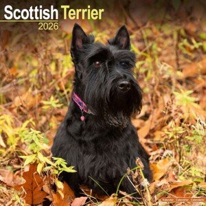 Kalendář 2026 Scottish Terrier, 30,5 x 30,5 (30,5 x 61) cm