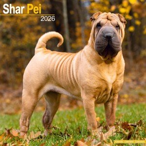 Kalendář 2026 Shar Pei, 30,5 x 30,5 (30,5 x 61) cm