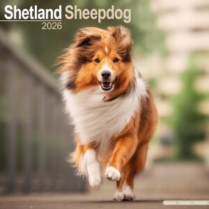 Kalendář 2026 Shetland Sheepdog, 30,5 x 30,5 (30,5 x 61) cm