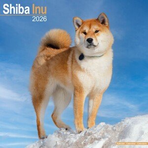Kalendář 2026 Shiba Inu, 30,5 x 30,5 (30,5 x 61) cm