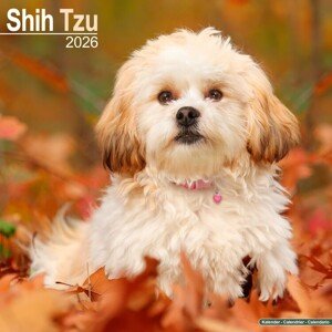 Kalendář 2026 Shih Tzu, 30,5 x 30,5 (30,5 x 61) cm