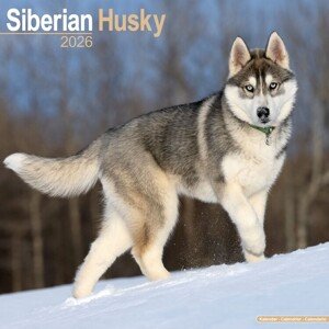 Kalendář 2026 Siberian Husky, 30,5 x 30,5 (30,5 x 61) cm