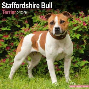 Kalendář 2026 Staffordshire Bull Terrier, 30,5 x 30,5 (30,5 x 61) cm