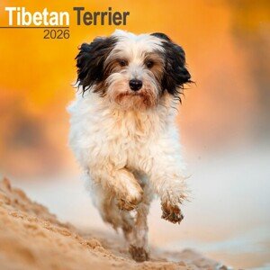 Kalendář 2026 Tibetan Terrier, 30,5 x 30,5 (30,5 x 61) cm