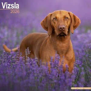 Kalendář 2026 Vizsla, 30,5 x 30,5 (30,5 x 61) cm