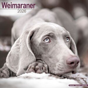 Kalendář 2026 Weimaraner, 30,5 x 30,5 (30,5 x 61) cm