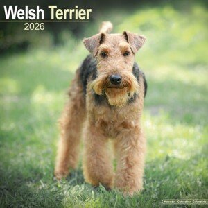 Kalendář 2026 Welsh Terrier, 30,5 x 30,5 (30,5 x 61) cm