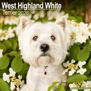 Kalendář 2026 West Highland Terrier, 30,5 x 30,5 (30,5 x 61) cm