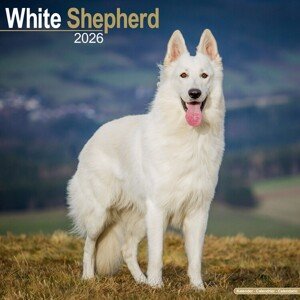Kalendář 2026 White Shepherd, 30,5 x 30,5 (30,5 x 61) cm
