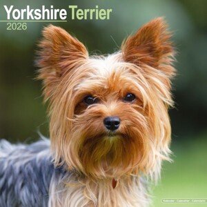 Kalendář 2026 Yorkshire Terrier, 30,5 x 30,5 (30,5 x 61) cm