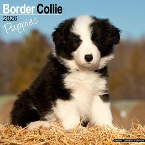 Kalendář 2026 Border Collie, 30,5 x 30,5 (30,5 x 61) cm
