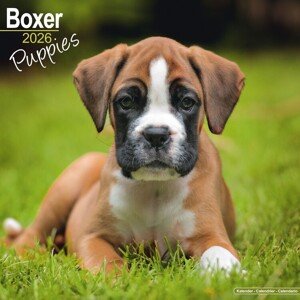 Kalendář 2026 Boxer, 30,5 x 30,5 (30,5 x 61) cm