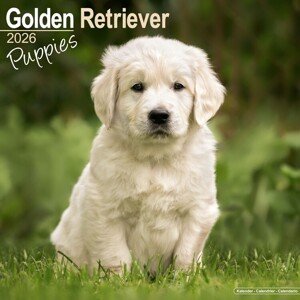 Kalendář 2026 Golden Retriever, 30,5 x 30,5 (30,5 x 61) cm