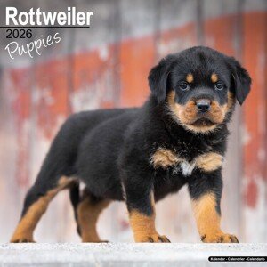 Kalendář 2026 Rottweiler, 30,5 x 30,5 (30,5 x 61) cm