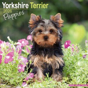 Kalendář 2026 Yorkshire Terrier, 30,5 x 30,5 (30,5 x 61) cm