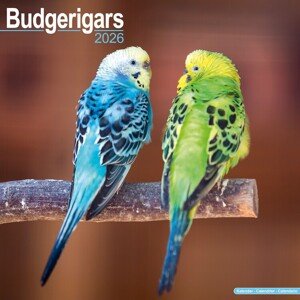 Kalendář 2026 Budgerigar, 30,5 x 30,5 (30,5 x 61) cm