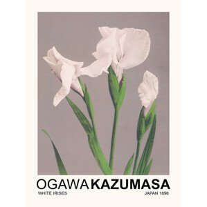 Obrazová reprodukce White Irises (Japandi Florals) - Ogawa Kazumasa, 30 × 40 cm